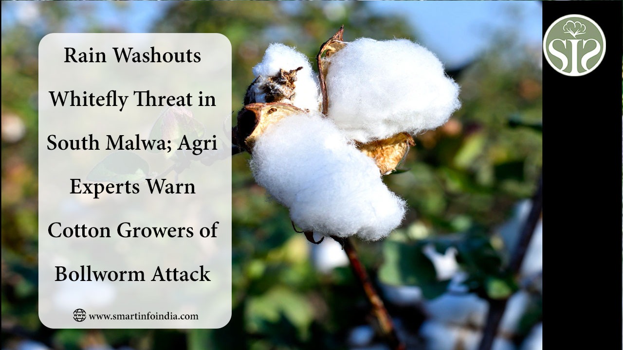Rain Washouts Whitefly Threat in South Malwa; Agri Experts Warn Cotton Growers of Bollworm Attack