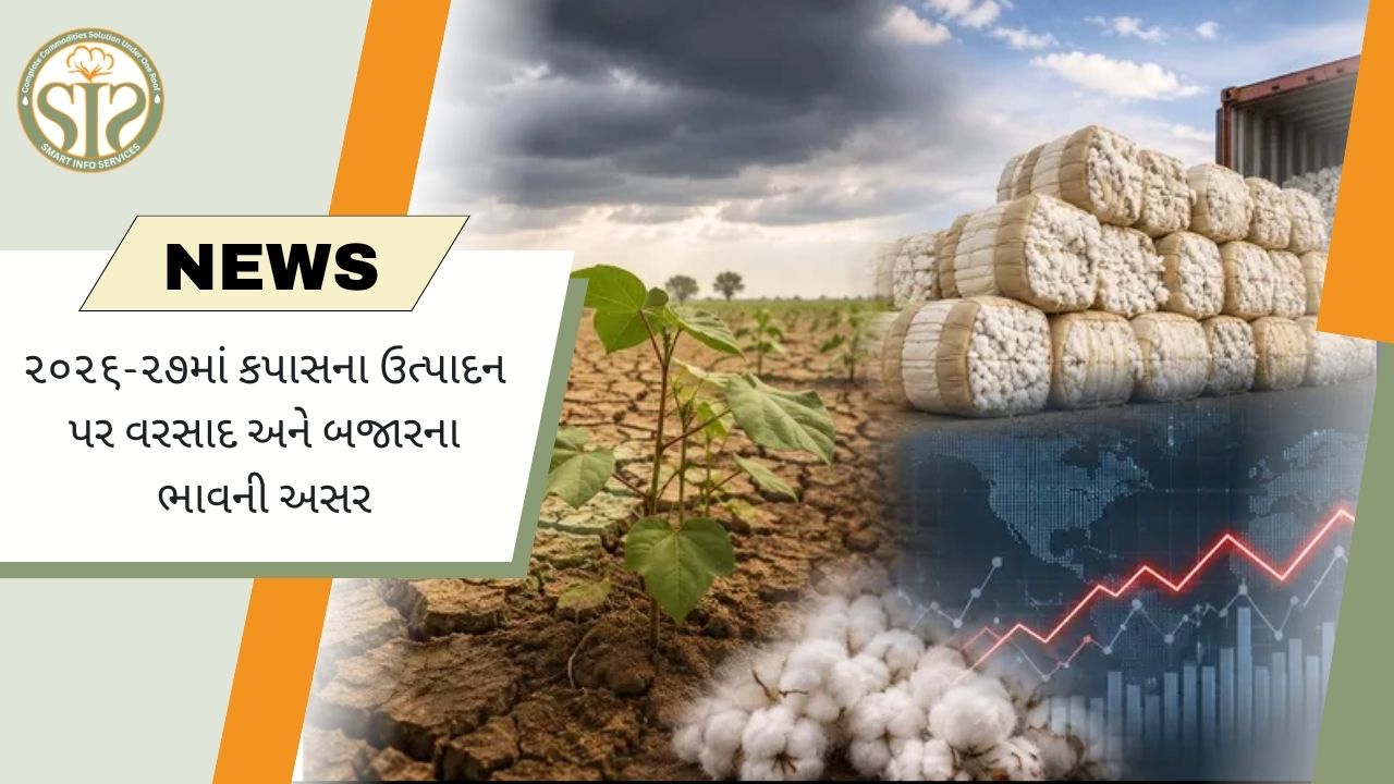 વરસાદ અને ભાવથી કપાસ ઉત્પાદન પર અસર