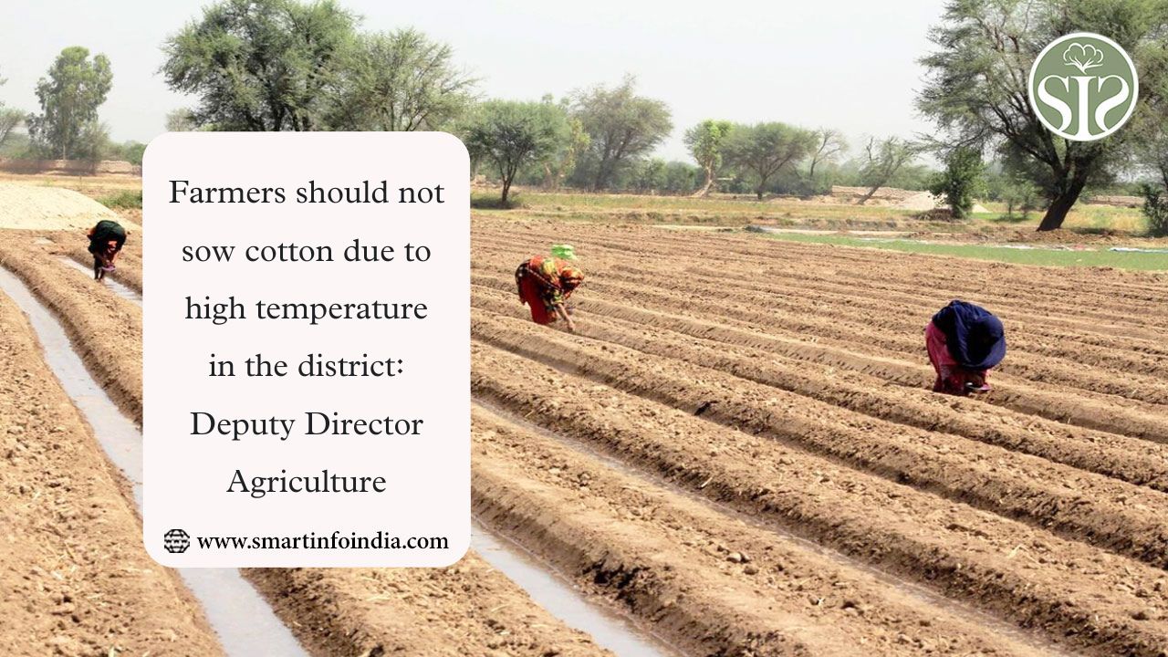 Farmers should not sow cotton due to high temperature in the district: Deputy Director Agriculture