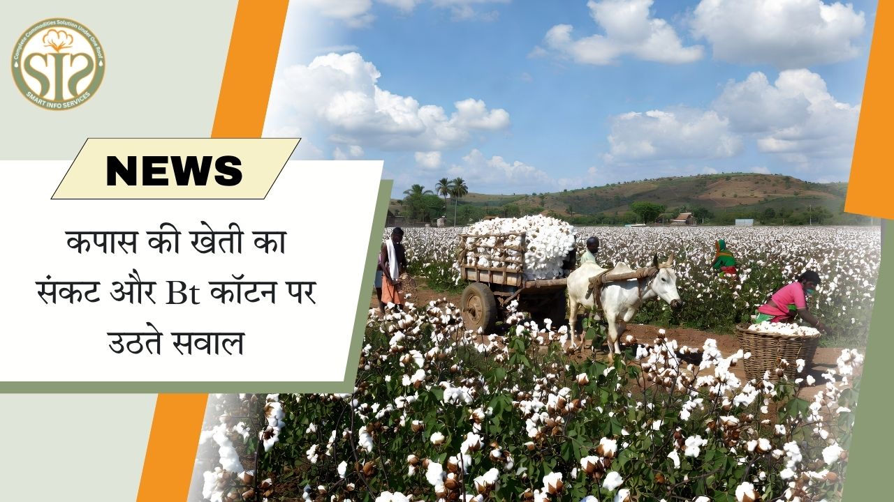 बारिश की अनिश्चितता के बीच अरावली में किसानों ने मूंगफली और कपास की बुवाई शुरू की