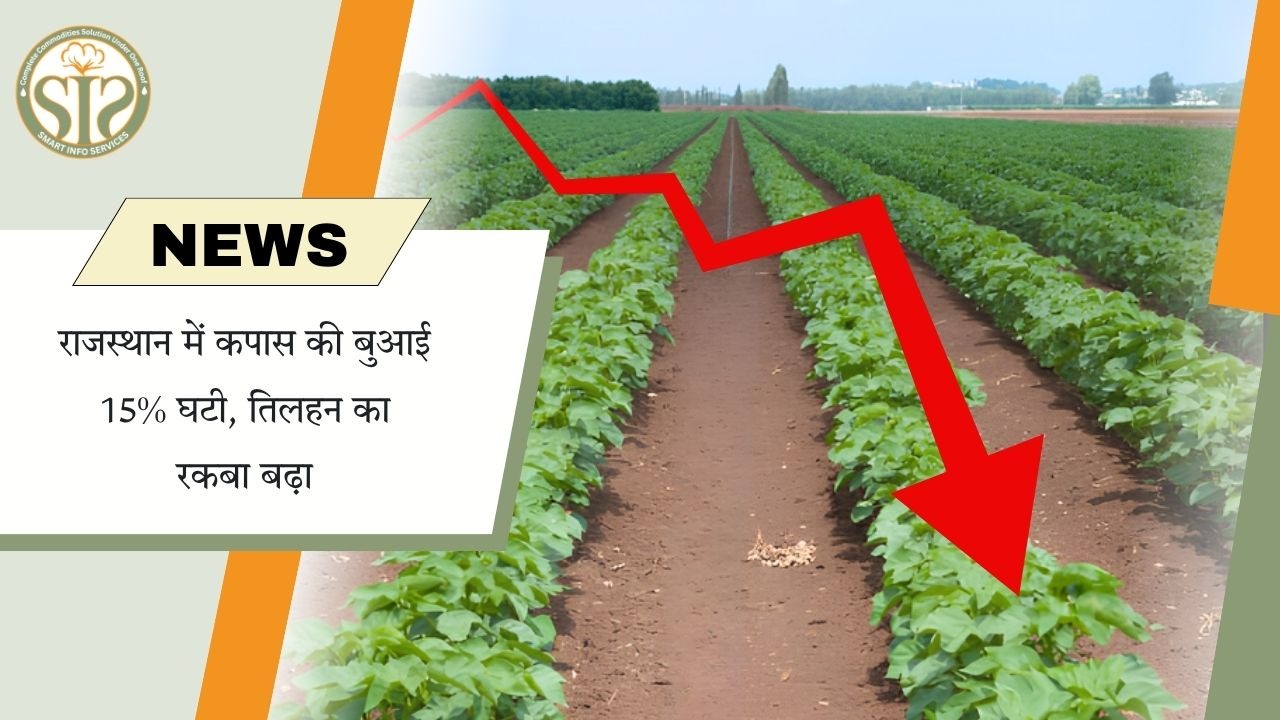 राजस्थान में कपास बुवाई 15% घटी