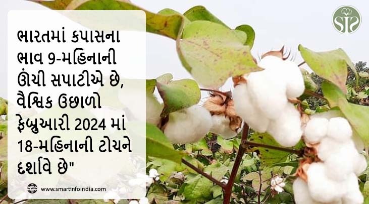 ભારતમાં કપાસના ભાવ 9 મહિનાની ઊંચી સપાટીએ, ફેબ્રુઆરીમાં નિકાસ 2 વર્ષની ટોચે