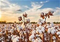 Telangana to Open 131 CCI Cotton Centres