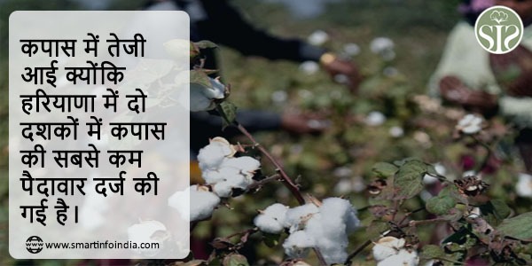 कपास में तेजी आई क्योंकि हरियाणा में दो दशकों में कपास की सबसे कम पैदावार दर्ज की गई है