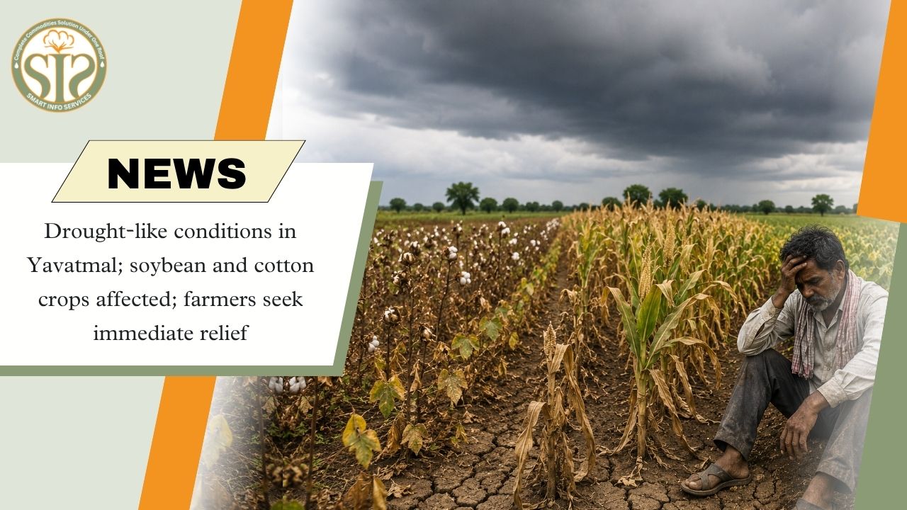 Yavatmal Drought Hurts Cotton, Soybean