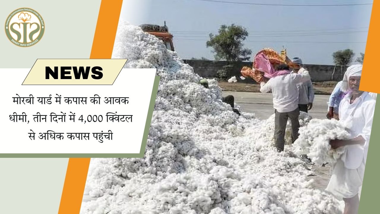 मोरबी मंडी में तीन दिन में 4,000 क्विंटल से अधिक कपास की आवक