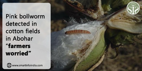 Pink bollworm detected in cotton fields in Abohar, farmers worried