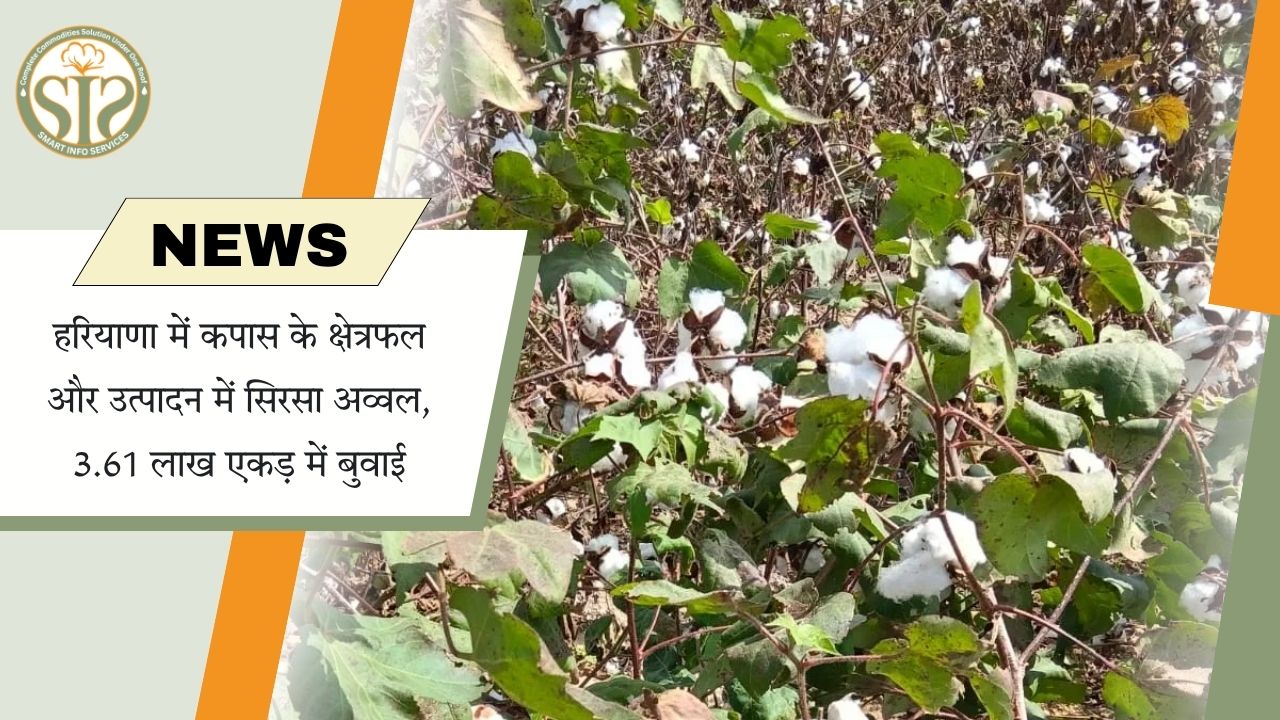 कपास उत्पादन में सिरसा पहले स्थान पर