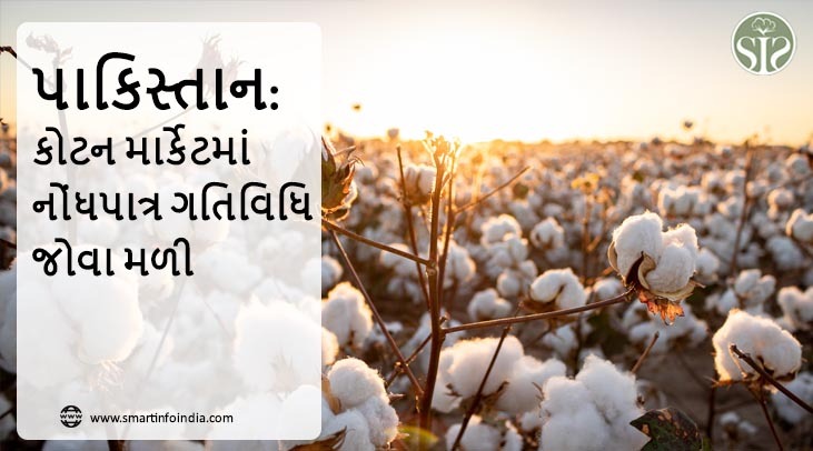 પાકિસ્તાન: કોટન માર્કેટમાં નોંધપાત્ર ગતિવિધિ જોવા મળી