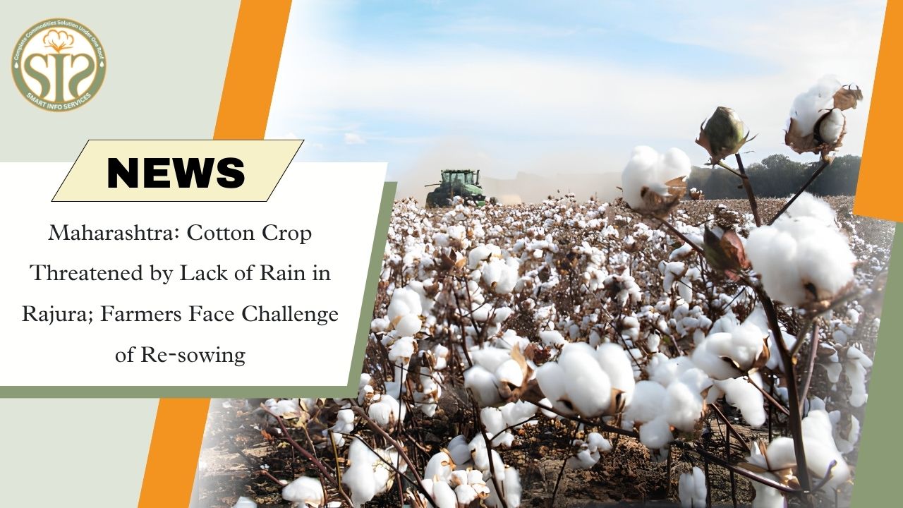 Maharashtra: Rain Deficit Forces Cotton Farmers in Rajura to Re-sow Crops
