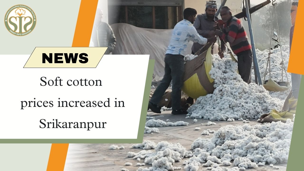 Soft cotton prices increased in Srikaranpur