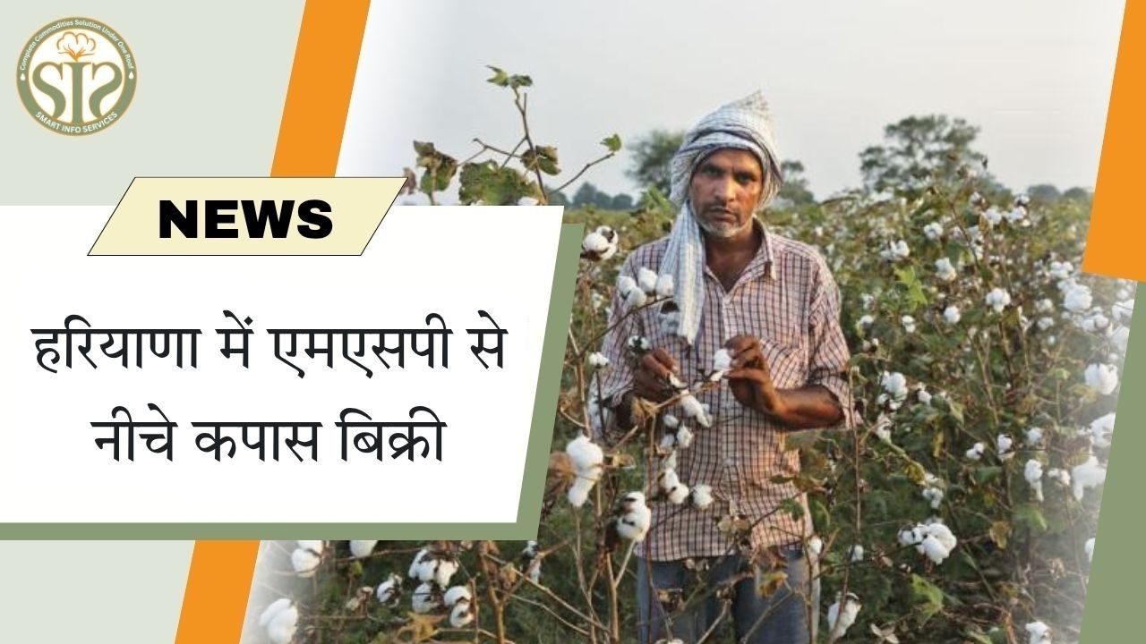 हरियाणा में एमएसपी से नीचे कपास बिक्री