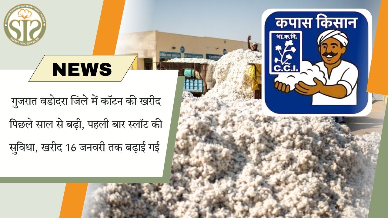 कॉटन खरीद में बढ़ोतरी, 16 जनवरी तक बढ़ी तारीख