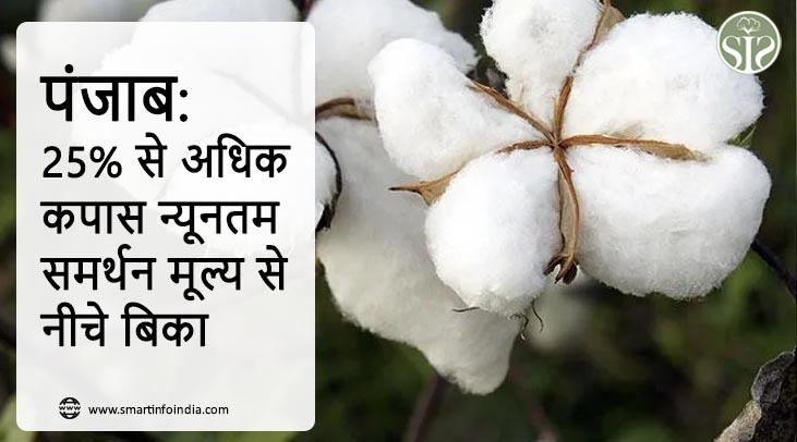 पंजाब: 25% से अधिक कपास न्यूनतम समर्थन मूल्य से नीचे बिका
