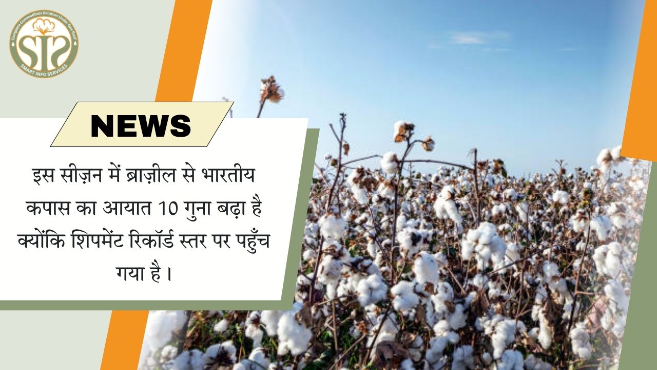 ब्राज़ील से भारतीय कपास आयात 10 गुना बढ़ा