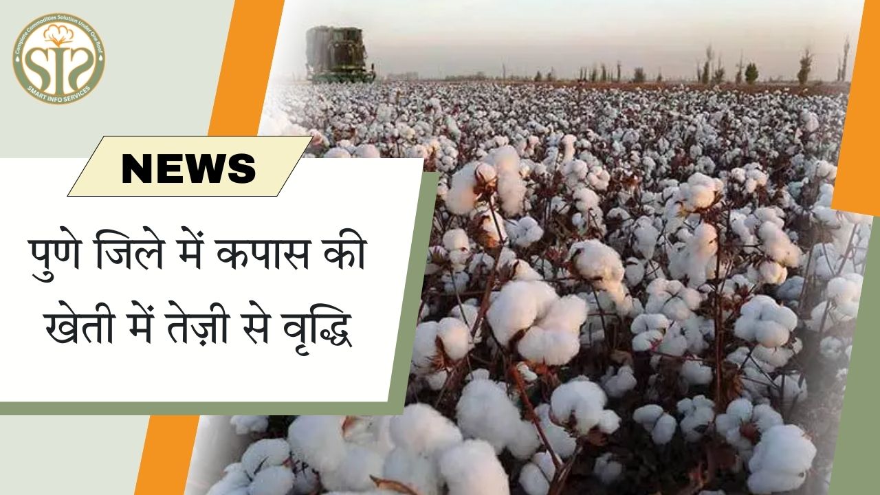 पुणे जिले में कपास की खेती में तेज़ी से वृद्धि