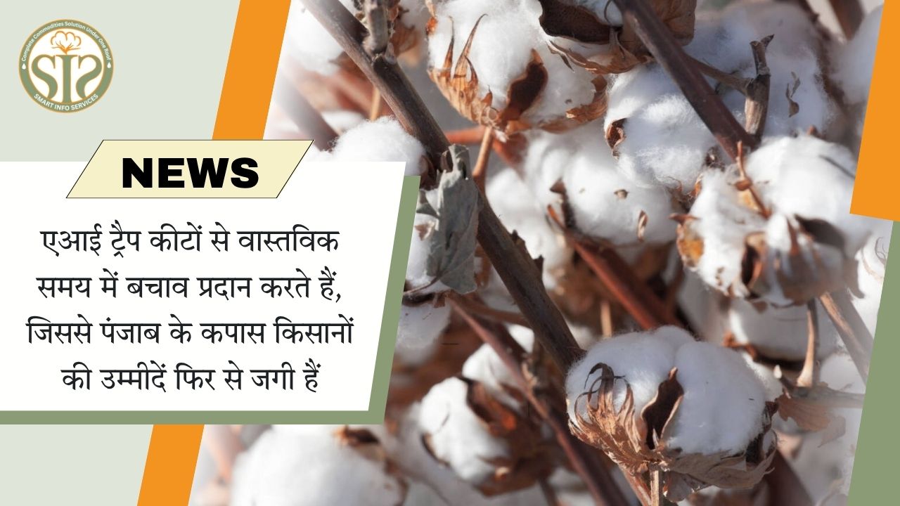 एआई ट्रैप कीटों से वास्तविक समय में बचाव प्रदान करते हैं, जिससे पंजाब के कपास किसानों की उम्मीदें फिर से जगी हैं