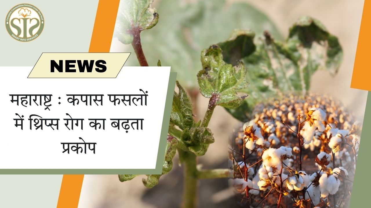 महाराष्ट्र : कपास फसलों में थ्रिप्स रोग का बढ़ता प्रकोप
