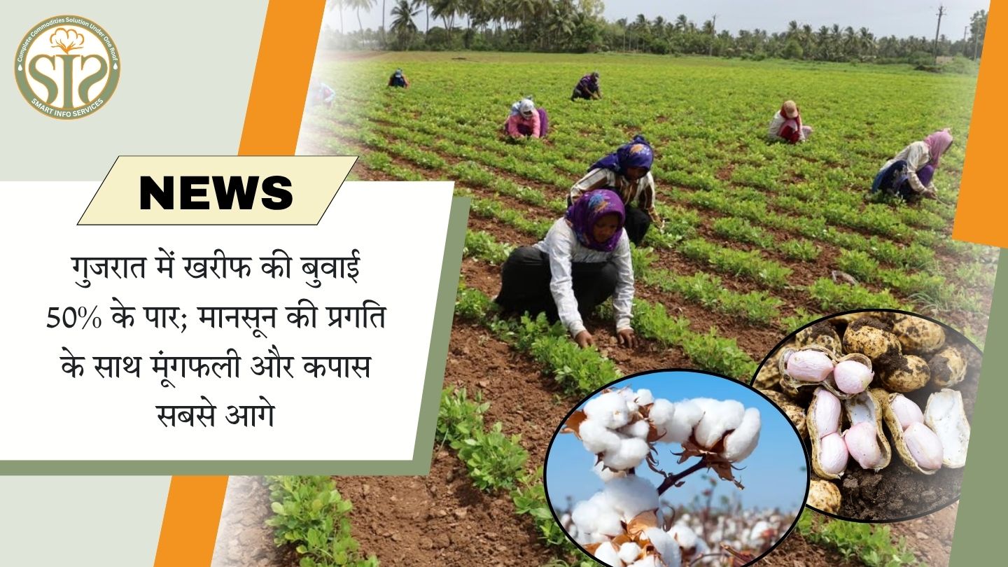 गुजरात में खरीफ की बुवाई 50% के पार; मानसून की प्रगति के साथ मूंगफली और कपास सबसे आगे