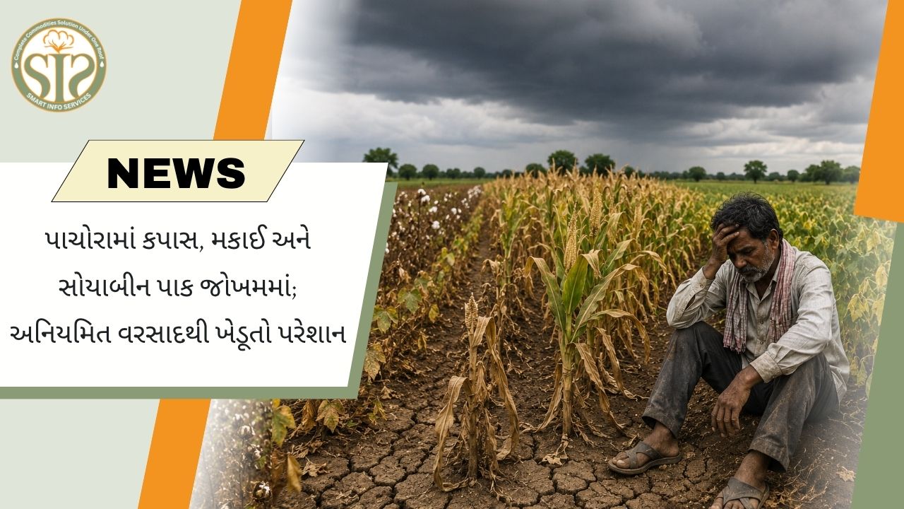 અનિયમિત વરસાદથી પાચોરામાં કપાસ, મકાઈ અને સોયાબીનના પાક પર સંકટ, ખેડૂતો ચિંતિત