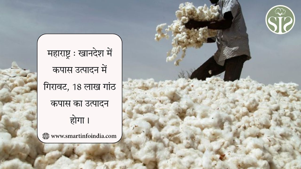 महाराष्ट्र : खानदेश में कपास उत्पादन में गिरावट, 18 लाख गांठ कपास का उत्पादन होगा।