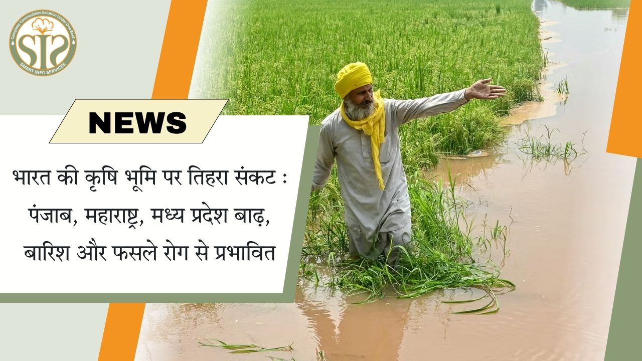 भारत की कृषि पर तिहरा संकट: बाढ़, बारिश, फसल रोग