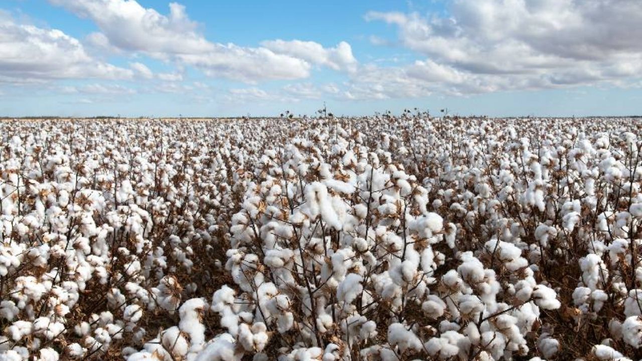 Cotton prices in Ralegaon rose even after CCI procurement ceased.