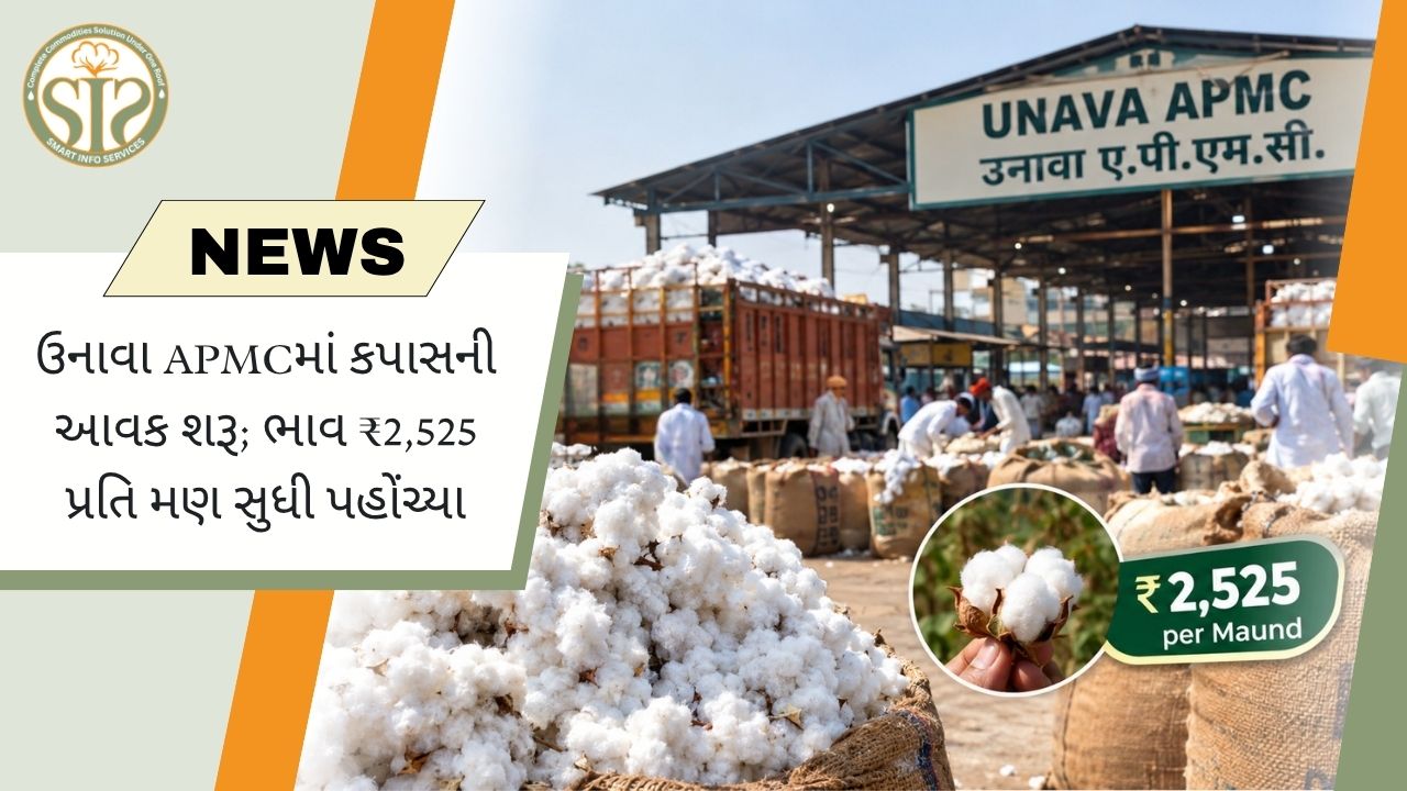 ઉનાવા APMCમાં કપાસની આવક શરૂ