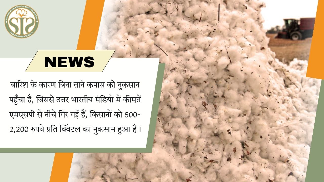 बारिश से कपास को नुकसान, कीमतें MSP से नीचे