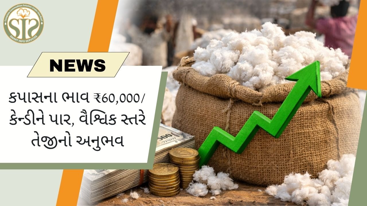 વૈશ્વિક તેજીમાં કપાસના ભાવ ₹60,000/કેન્ડીને પાર