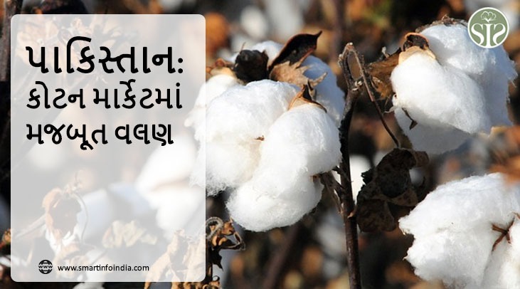 પાકિસ્તાન: કોટન માર્કેટમાં મજબૂત વલણ.