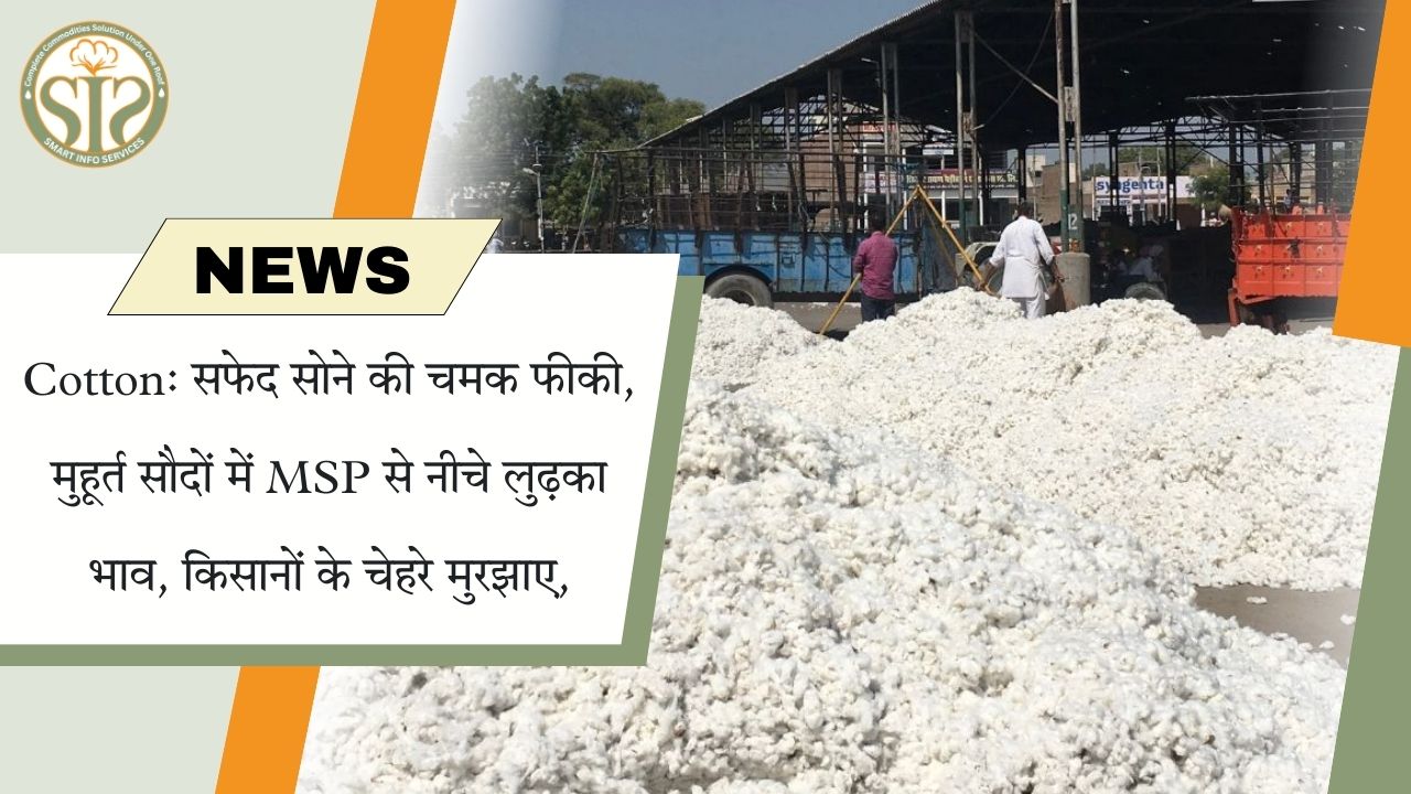 कपास की चमक फीकी: MSP से नीचे भाव, किसान निराश