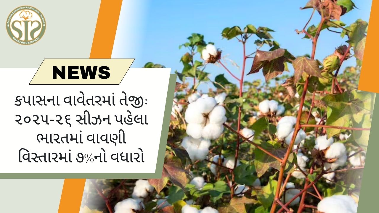 ૨૦૨૫-૨૬ સીઝન પહેલા કપાસનું વાવેતર ૭% વધ્યું