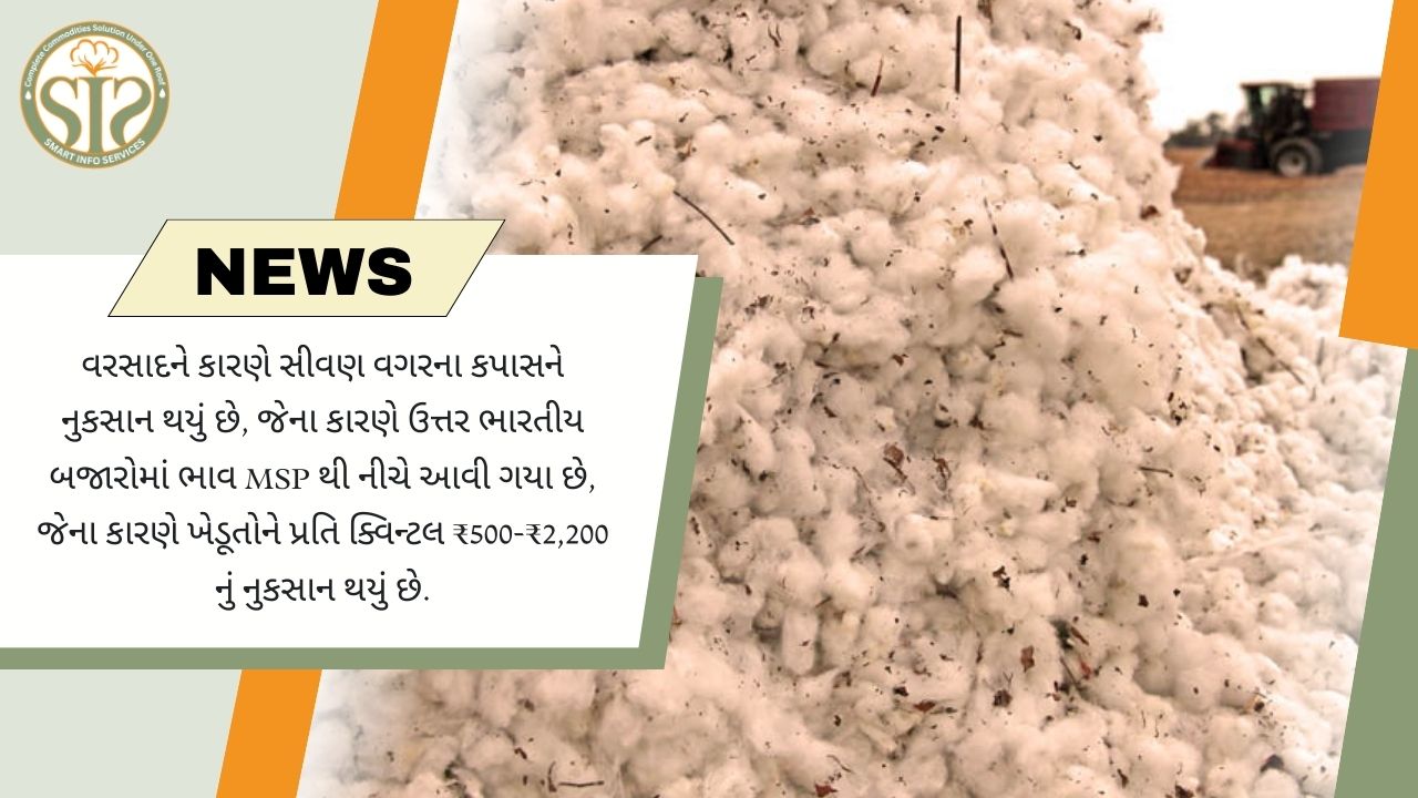 વરસાદથી કપાસને નુકસાન, ભાવ MSP કરતા ઓછા