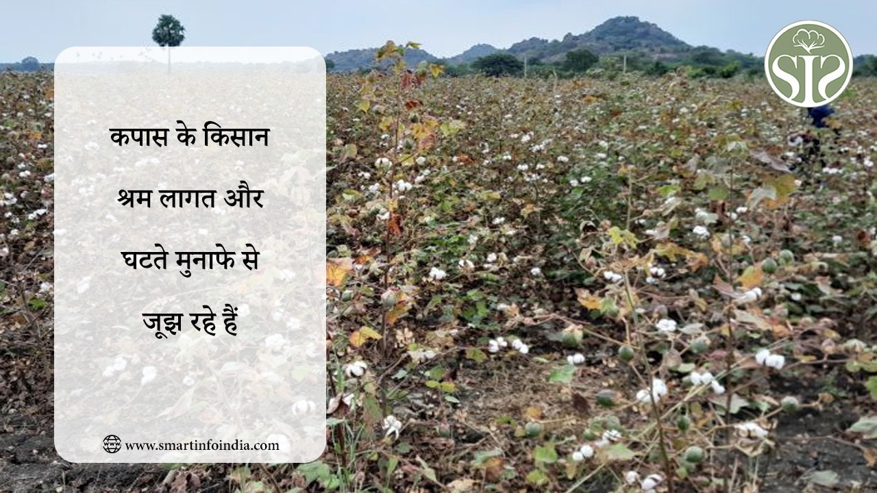 कपास के किसान श्रम लागत और घटते मुनाफे से जूझ रहे हैं