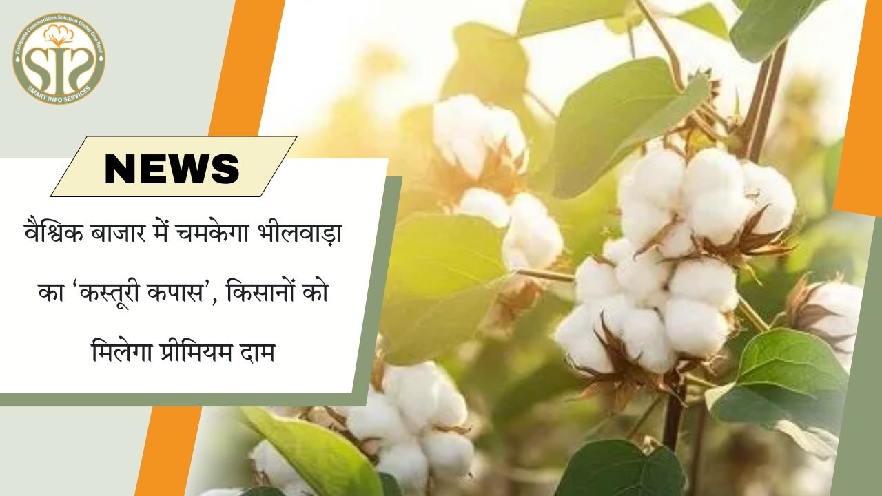 वैश्विक बाजार में चमकेगा भीलवाड़ा का कस्तूरी कपास