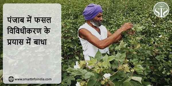 पंजाब में फसल विविधीकरण के प्रयास में बाधा