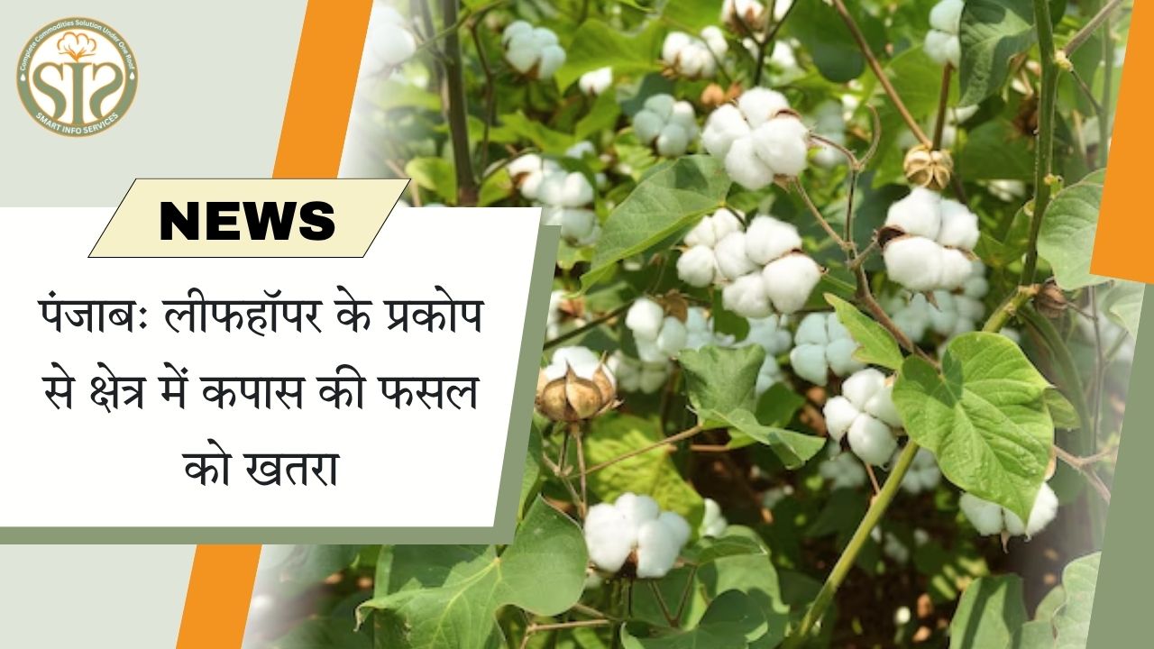 पंजाब में लीफहॉपर के प्रकोप से कपास को खतरा