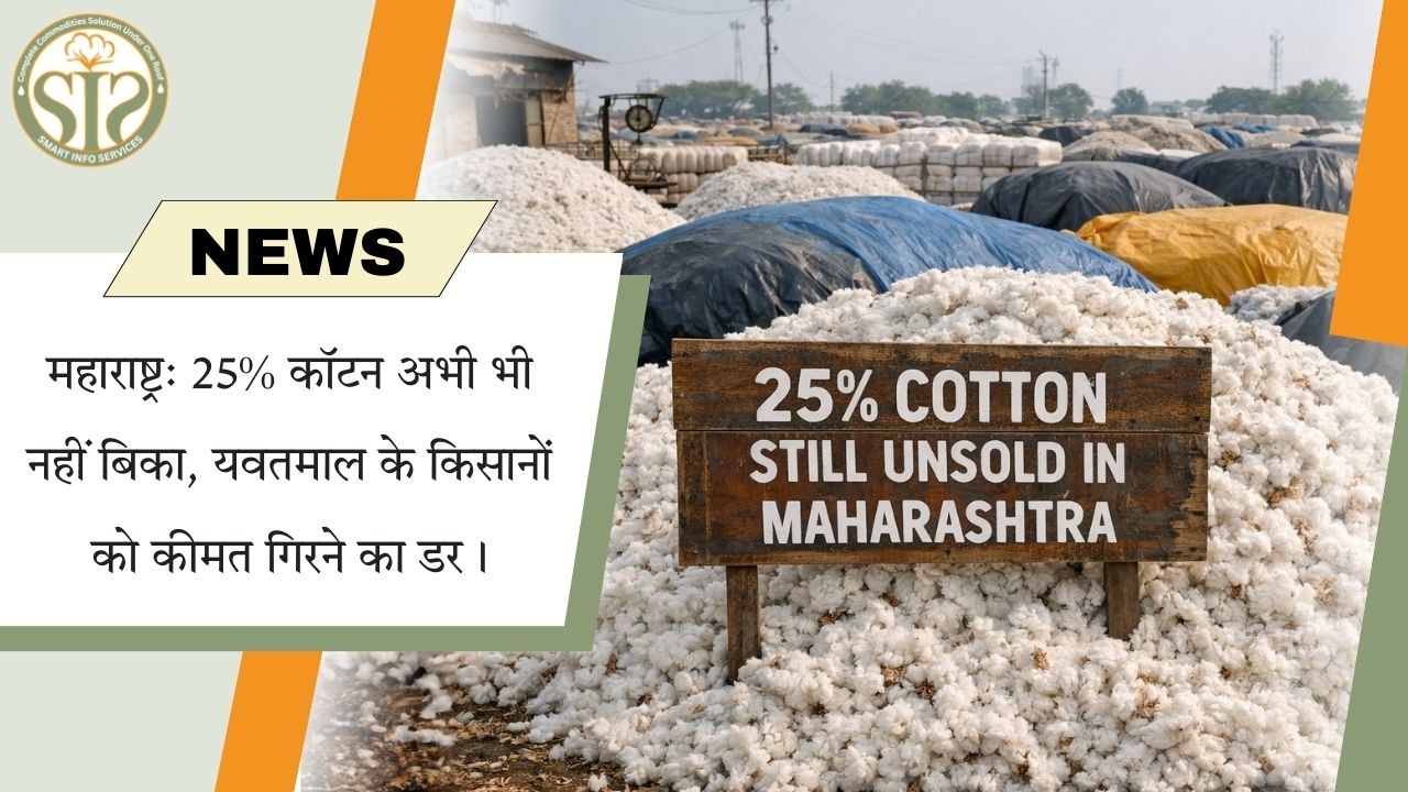 महाराष्ट्र: यवतमाल के किसानों की बढ़ी चिंता, 25% कपास स्टॉक में