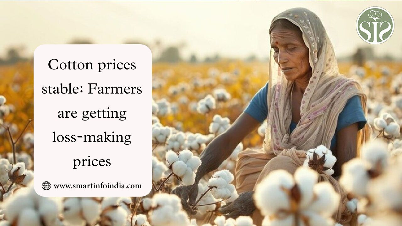 Cotton prices stable: Farmers are getting loss-making prices