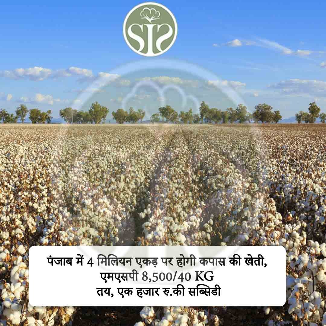 Cotton will be cultivated on 4 million acres in Punjab, MSP fixed at 8,500/40 KG, subsidy of one thousand rupees