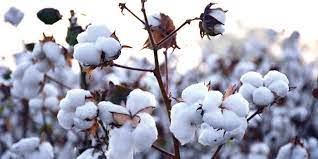 Pak-China cooperation to revive cotton fields in Pakistan
