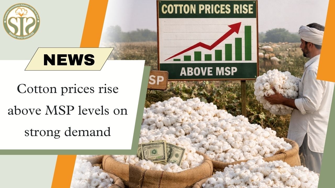 Cotton prices above MSP due to strong demand