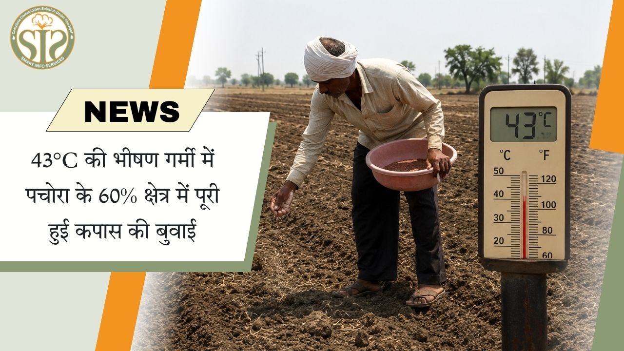 पाचोरा में 43°C गर्मी के बीच 60% कपास बुवाई पूरी