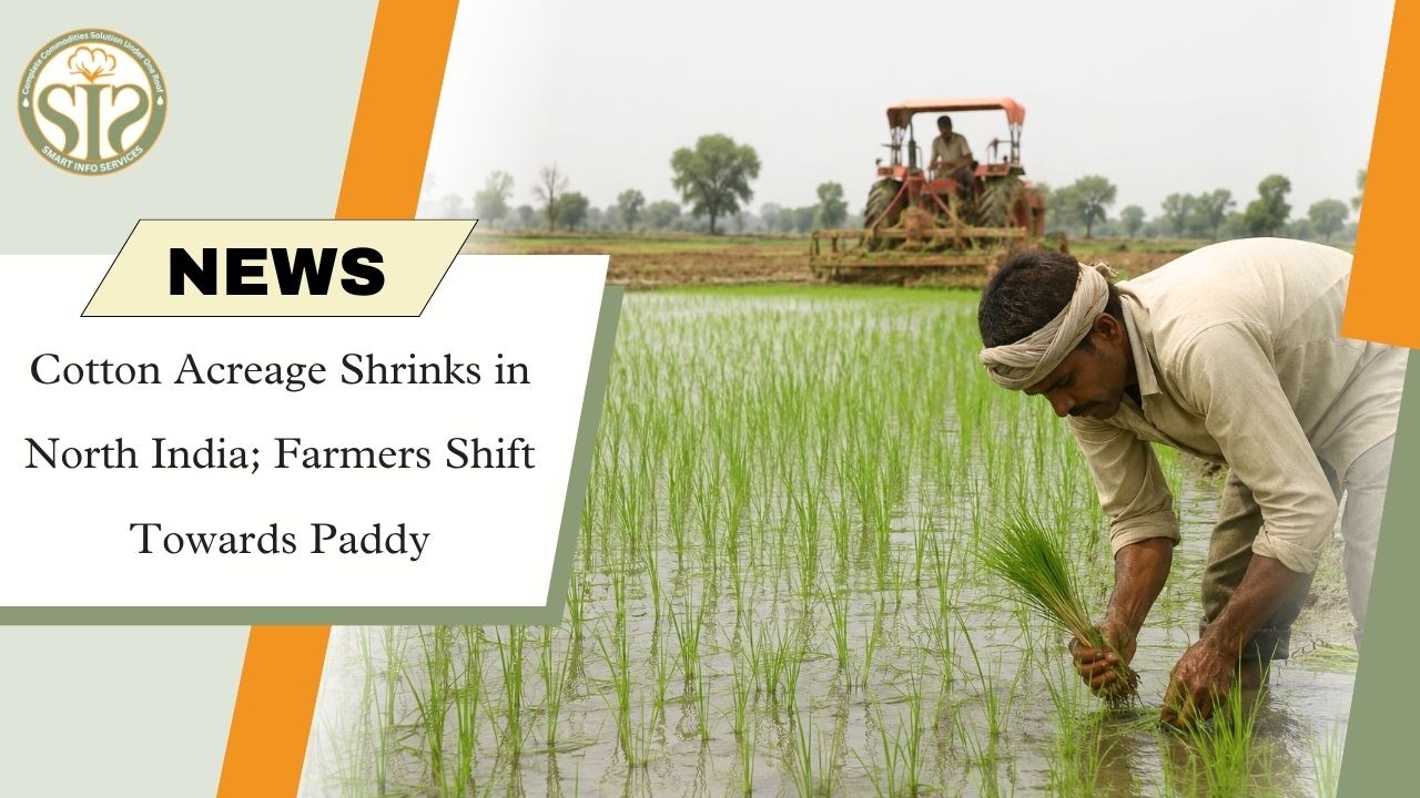 North India Cotton Acreage Drops 22%