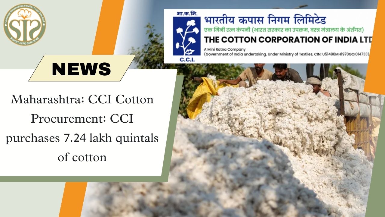 Maharashtra: CCI purchased 7.24 lakh quintals of cotton.