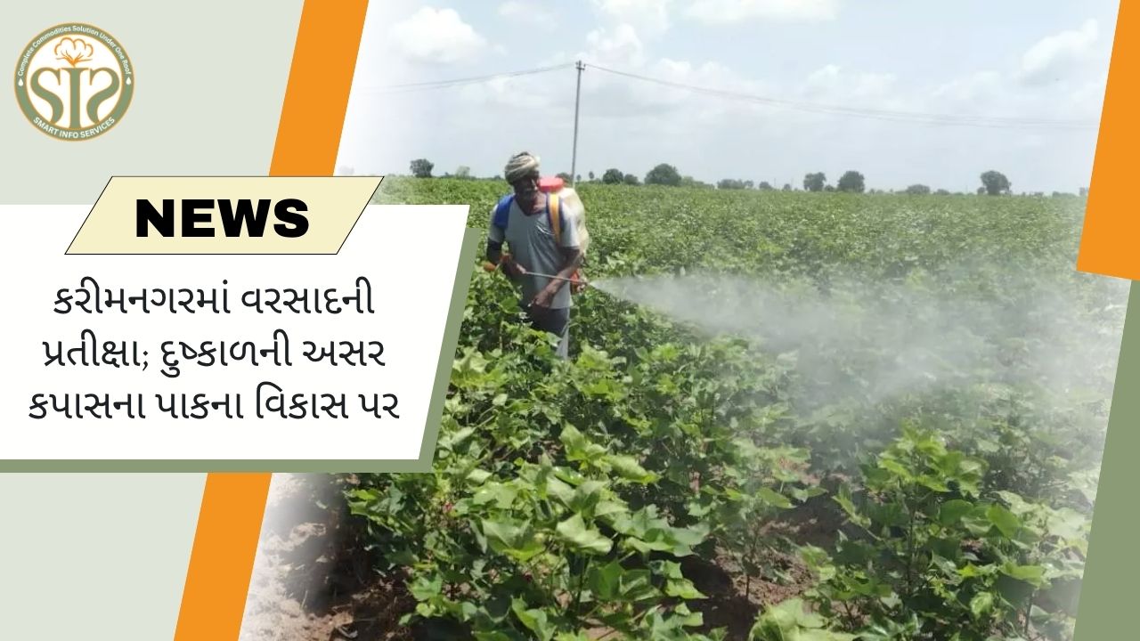 કરીમનગરમાં કપાસ પર દુષ્કાળની અસર