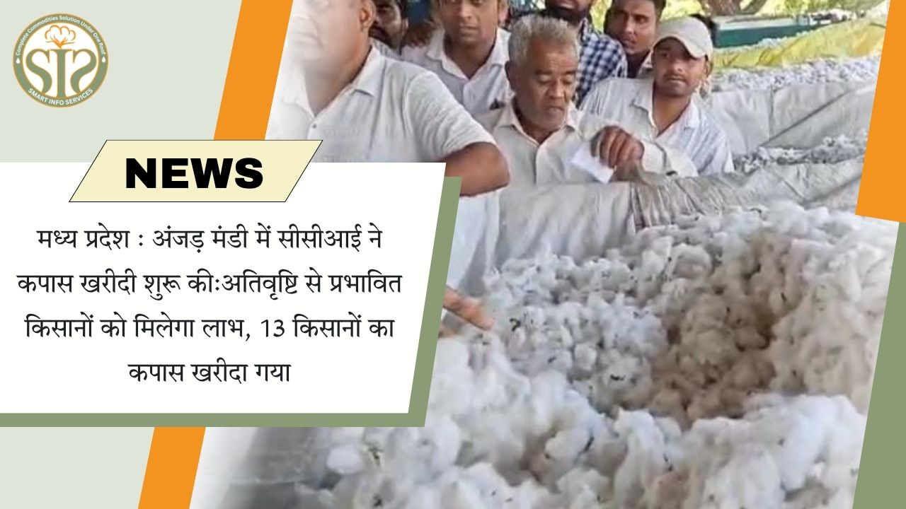 अंजड़ मंडी में सीसीआई ने कपास खरीदी शुरू की