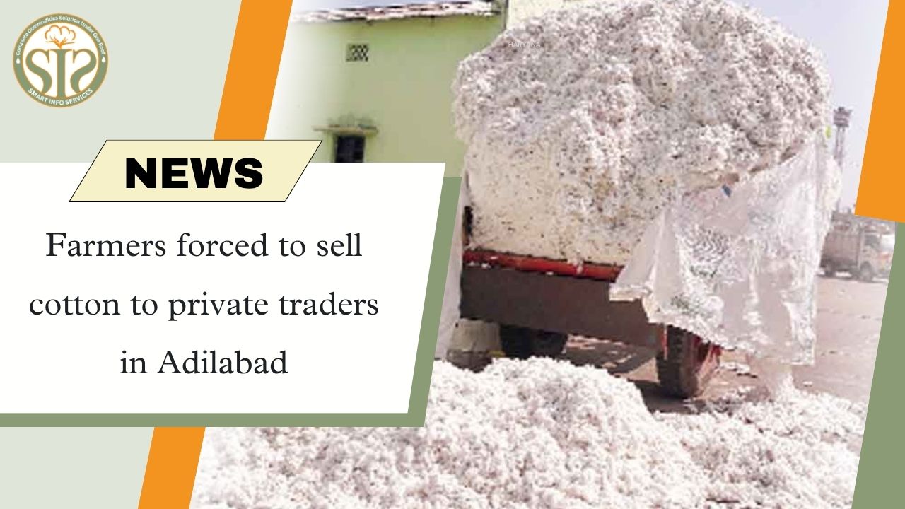 Farmers in Adilabad are forced to sell cotton to private traders.