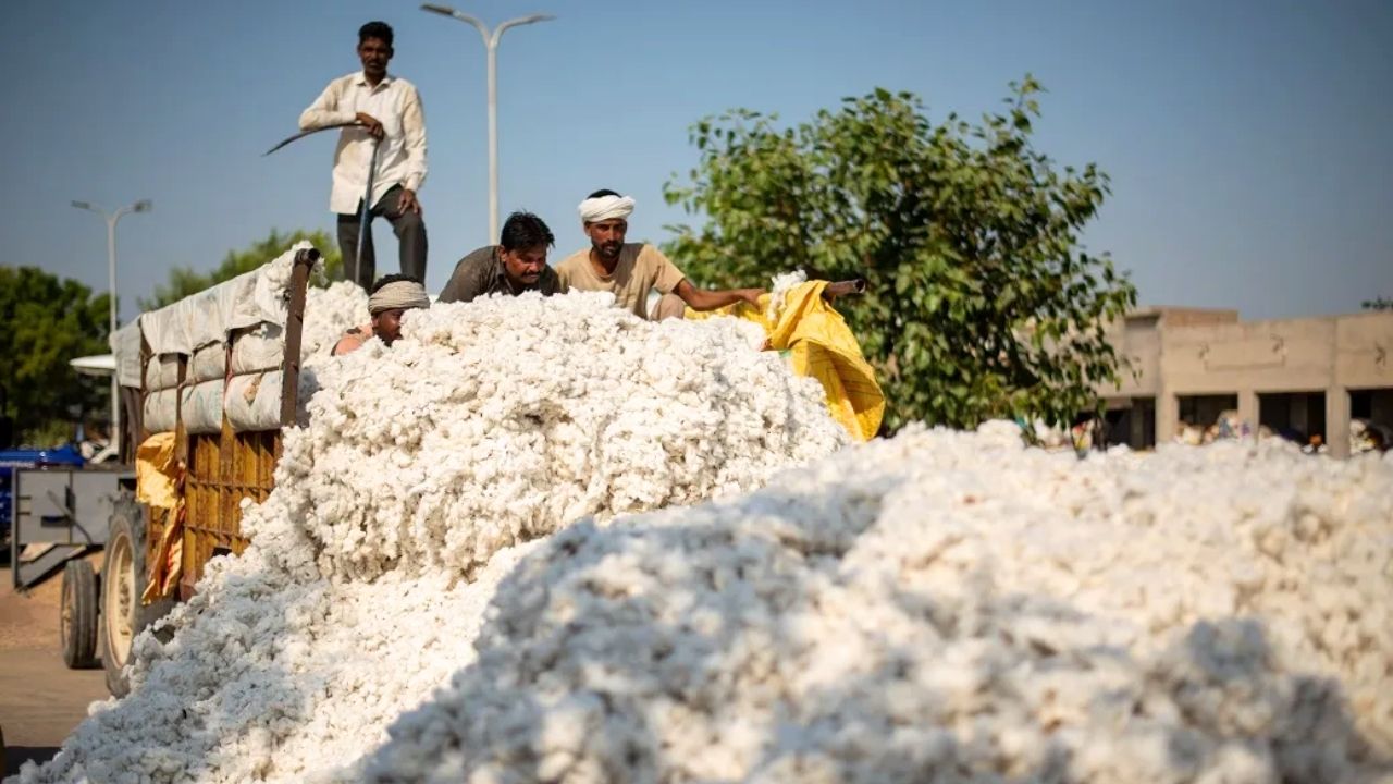 Challenge to increase cotton cultivation, sowing from 15th April
